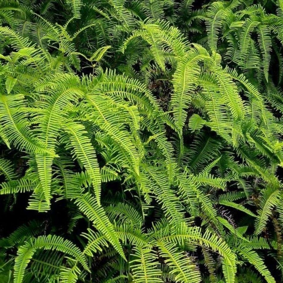 芒萁草 山芒 山蕨 蕨叶草 芒萁 蕨萁 蓈萁 铁蓈萁 虱槟