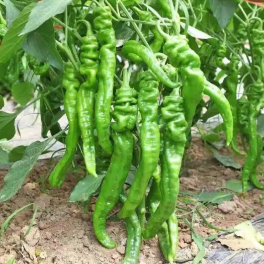 渭南陕西螺丝椒自家种植