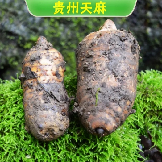 镇远县黄天麻  贵州天麻
