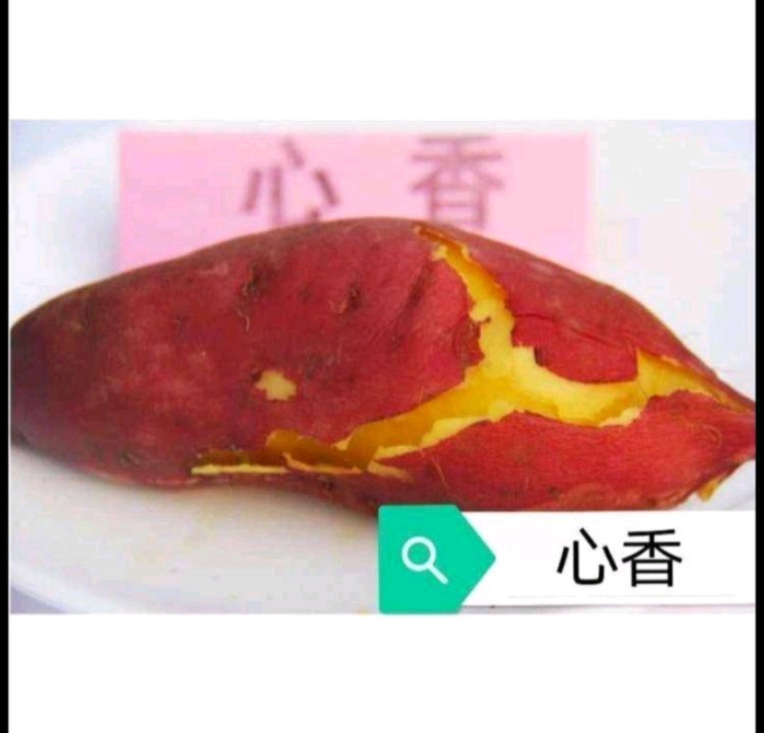 禹州市 北京红红薯苗 心香原种脱毒红薯苗，基地直发 品质保证