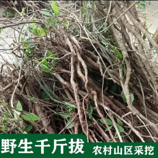 金平县 大叶千斤拔