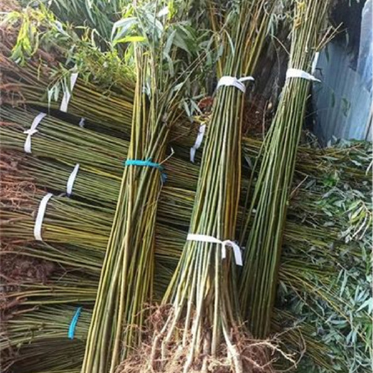 沭阳县出售垂柳小苗金丝柳小苗工程柳树苗竹柳苗