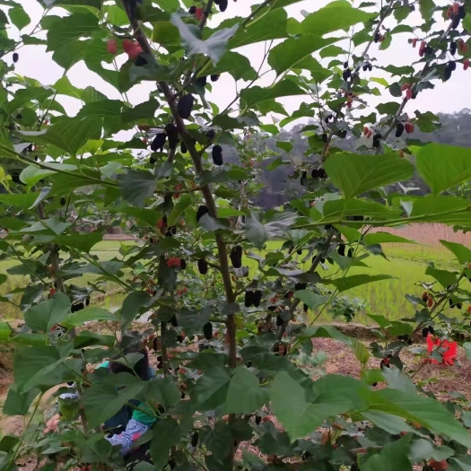 郁南县 桑葚果