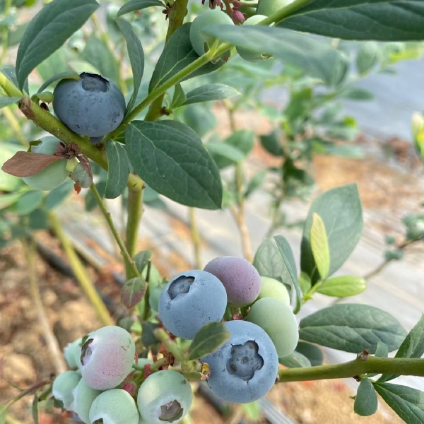 薄雾蓝莓 蓝莓鲜果