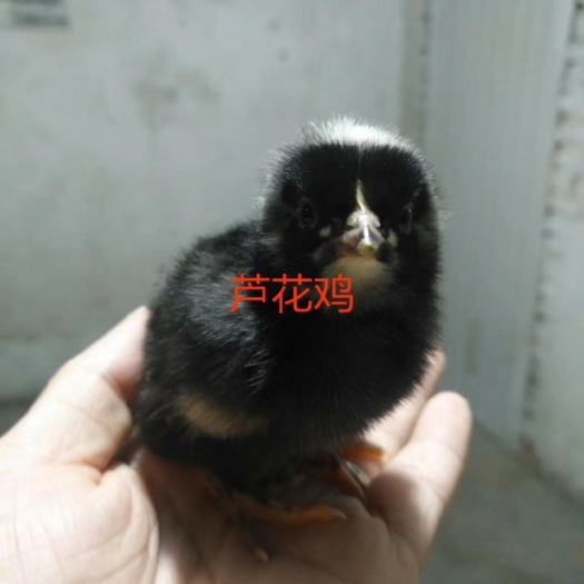 衡阳小种黑芦花鸡苗，肉质细腻，羽毛紧凑