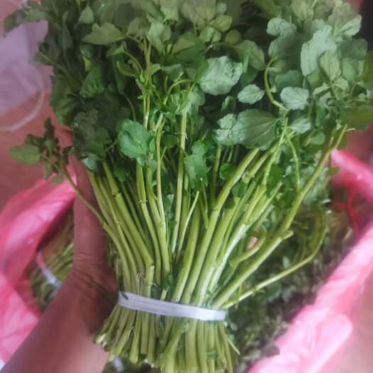  贵州西洋菜豆瓣菜水菠菜种苗大量现货提供各种包装支持电商代发
