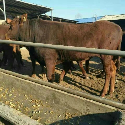 准格尔旗 合作社出售大小肉牛。
