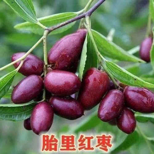 聊城胎里红枣树苗 出两棵三年胎里红枣苗
