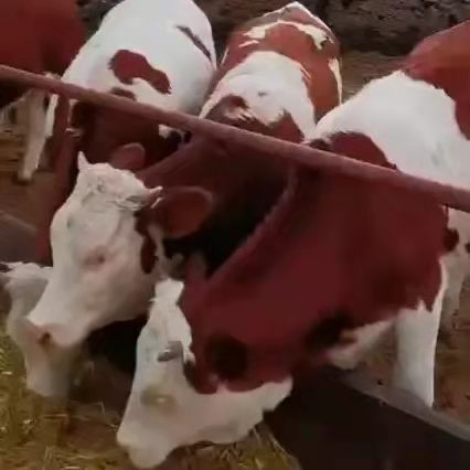  合作社出售大小西门塔尔肉牛