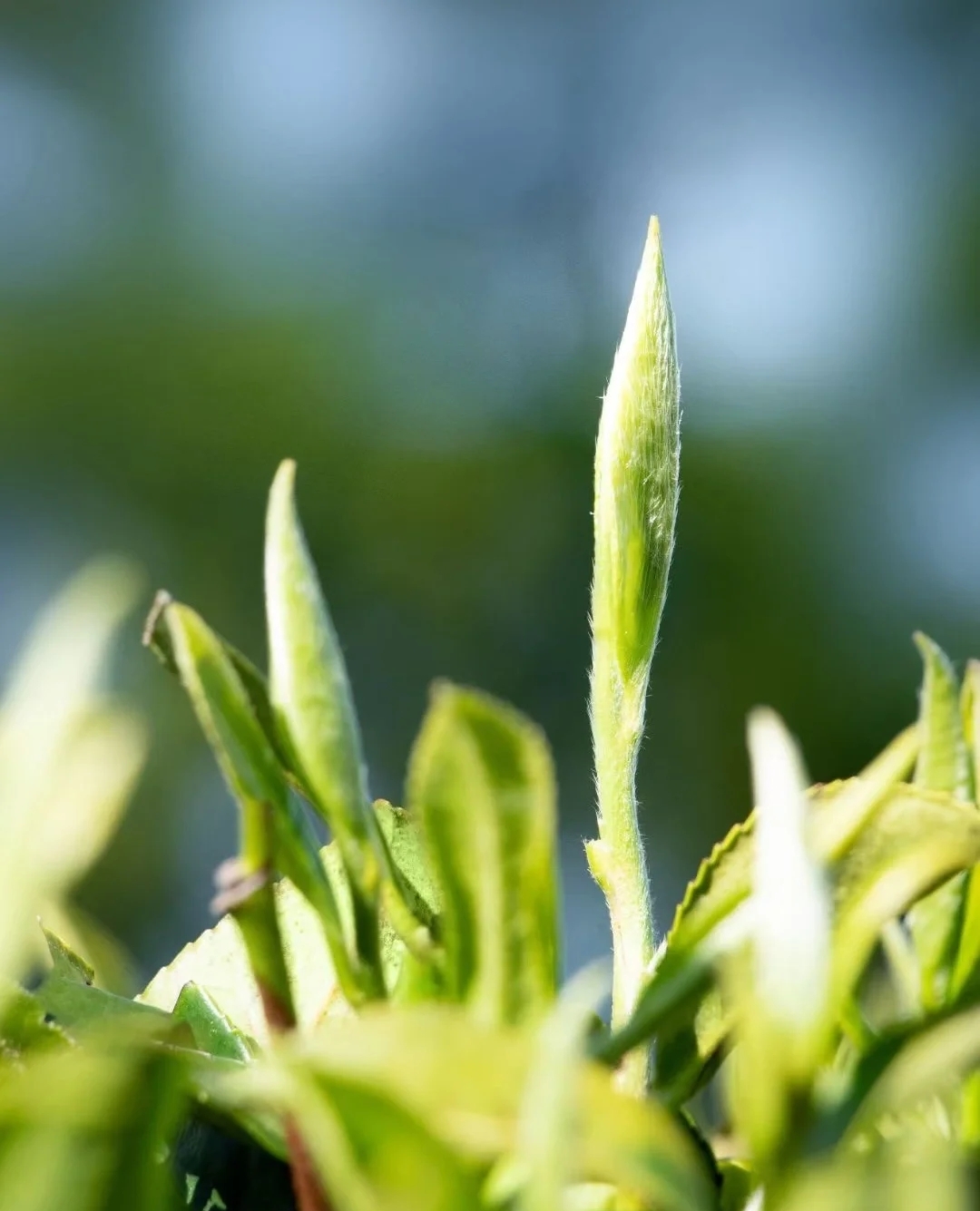 雀舌茶  高端特级雀舌茶