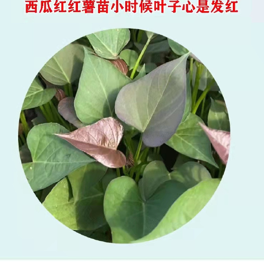 秦薯5号红薯苗 15~25cm