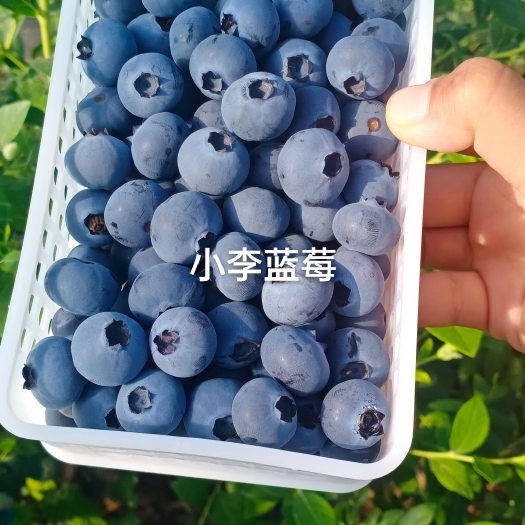 薄雾蓝莓 蓝莓鲜果