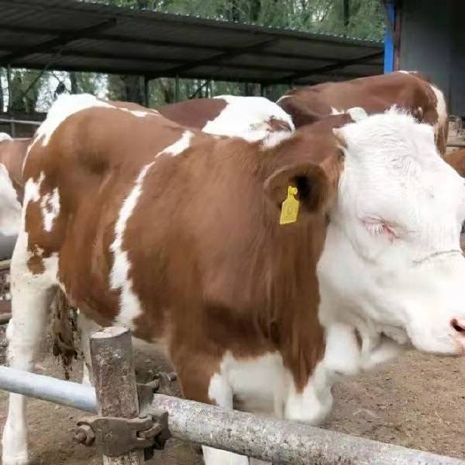  合作社现售大小肉牛