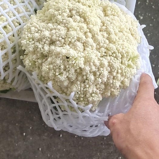 漳浦县白花菜花 白面青梗散花
