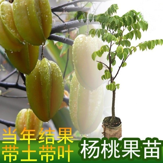 灵山县杨桃树苗四季甜杨桃嫁接苗四季开花
