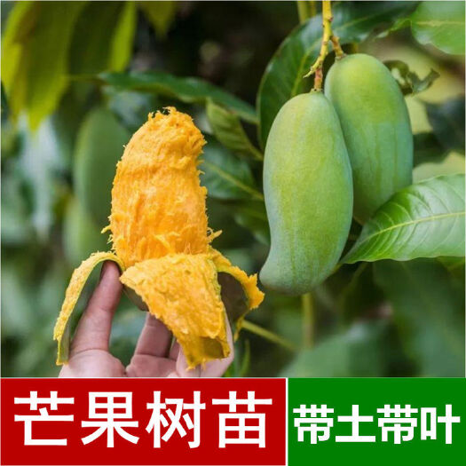 灵山县芒果树苗金煌芒果苗嫁接南方果苗