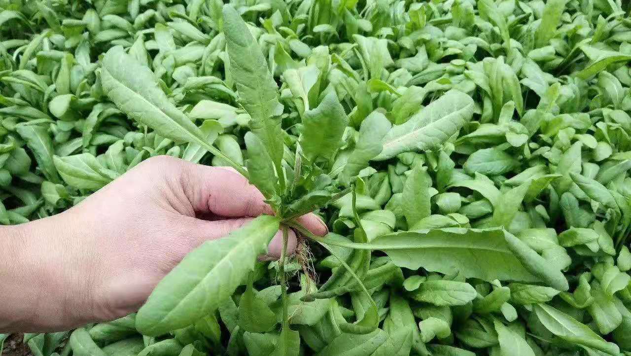 荠菜种子  ～野菜种子易种好管理