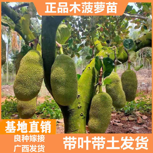 灵山县马来西亚一号菠萝蜜苗 菠萝蜜树苗马来西亚一号嫁接苗木菠萝果树