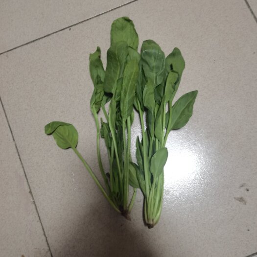 涿州市 50亩越冬菠菜产地直销，品质好，价格低