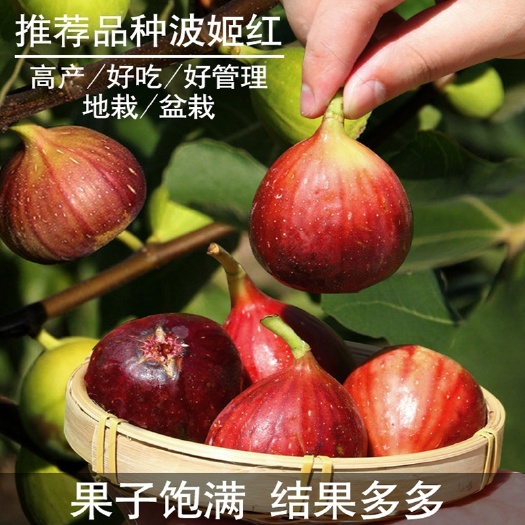 波姬红无花果苗  现挖带果保湿发货 成活率高 死苗免费补发