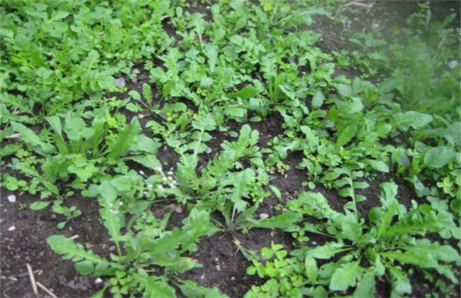 荠菜种子  ～野菜种子易种好管理