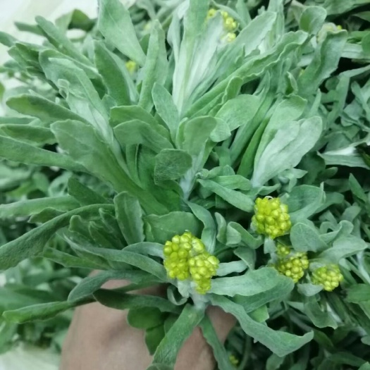 鼠曲草、清明草、佛耳草、絨毛草、鼠麴田艾草、清明粿材料
