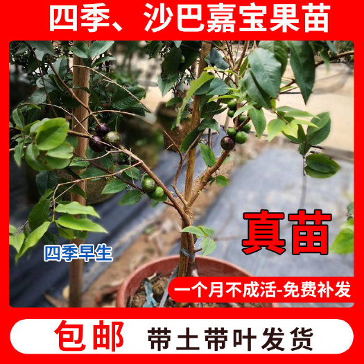灵山县嘉宝果苗树苗沙巴嘉宝果四季早生嘉宝果树葡萄