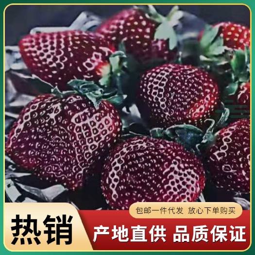 新鲜采摘山东青岛平度云山镇草莓 500g鲜甜多汁