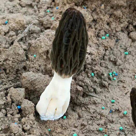 成武县 羊肚菌