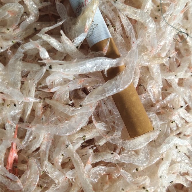 茂名廣東茂名水產干貨烘干蝦皮，白凈無沙無雜質無添加劑，廠家直銷