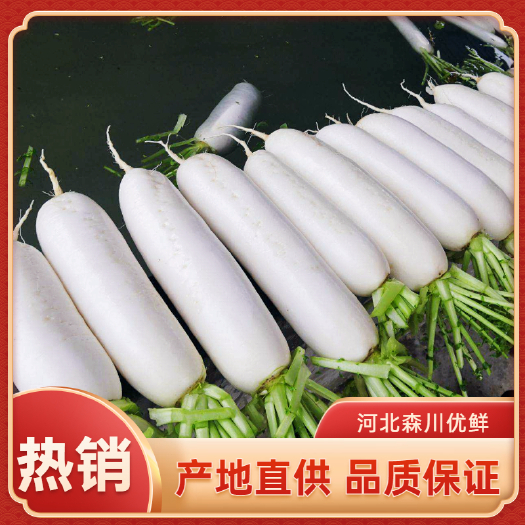涞水县【热销产品】白萝卜批发价格 自家基地优质白萝卜