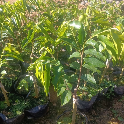 茂名奇楠沉香树 沉香椅楠【森茂种植合作社】大中小树木