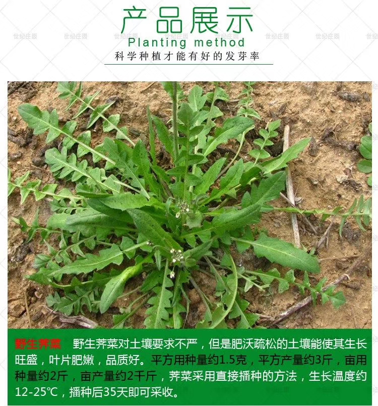 荠菜种子  ～野菜种子易种好管理