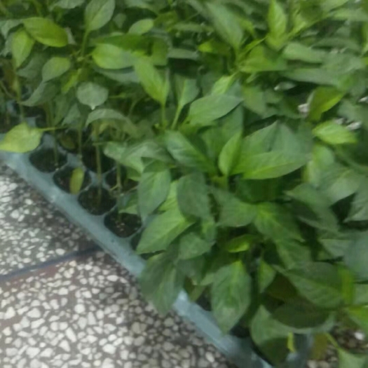 祁东县线椒苗 辣椒苗