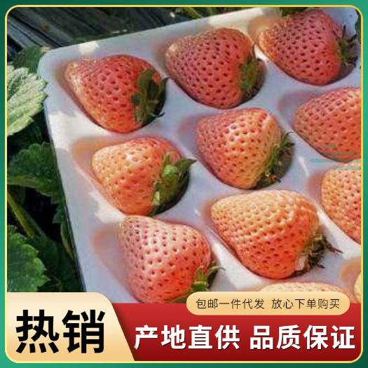 平度市日本橙色淡雪草莓 非国内的淡雪小町白草莓