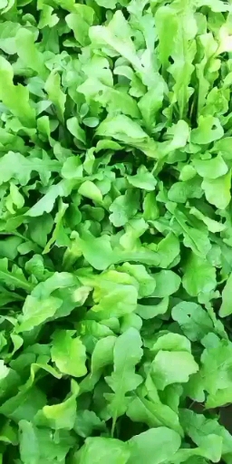 荠菜种子  ～野菜种子易种好管理