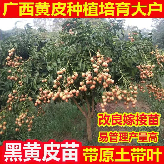 灵山县黑黄皮果苗  正品黑黄皮嫁接黑皮黄皮果苗南北方都可以种植