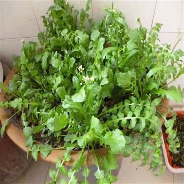 荠菜种子  ～野菜种子易种好管理