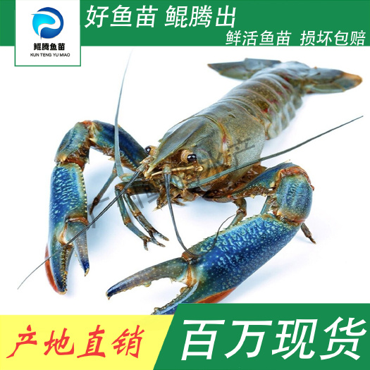广州澳洲龙虾苗 鲲腾鱼苗 好鱼苗鲲腾出 产地直销百万现货