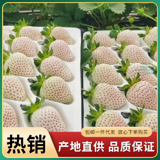 新鲜采摘淡雪草莓 产地直发山东青岛