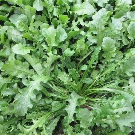 荠菜种子  ～野菜种子易种好管理