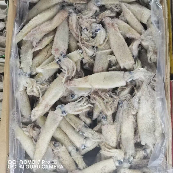 枪乌贼 工厂直销销售 各种规格的干冰笔管鱼