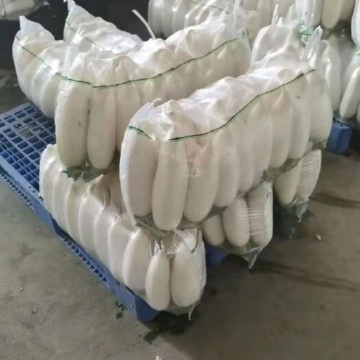 涞水县批发白萝卜