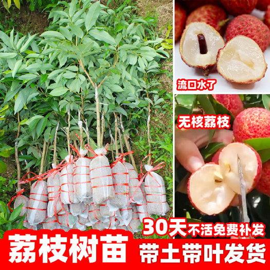 灵山县桂味荔枝苗  嫁接荔枝树苗桂味荔枝无核荔枝苗盆栽地栽树苗