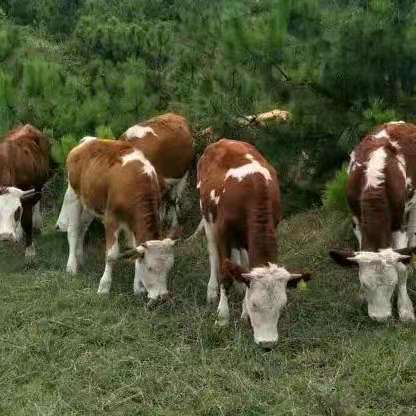  肉牛基地现售大小西门塔尔牛