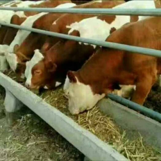  肉牛基地现售大小肉牛