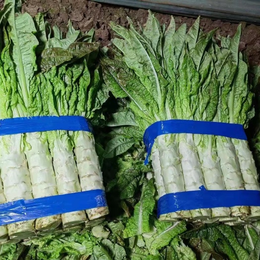 西安红叶莴笋，西瓜8424，豆角，质量保证