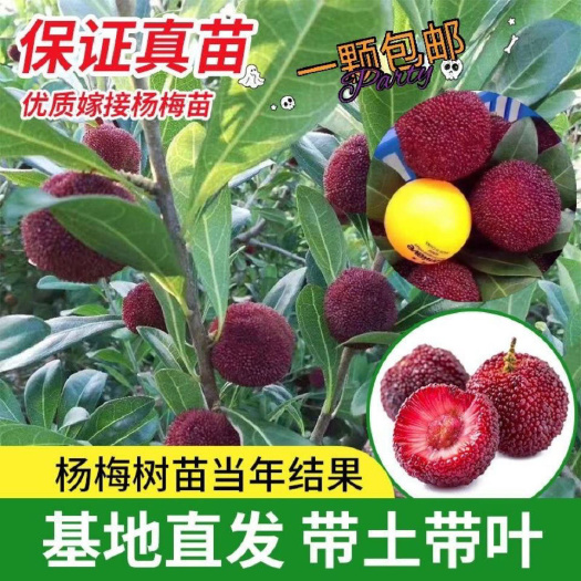 灵山县东魁杨梅树苗  杨梅树苗东魁杨梅苗嫁接果树苗 广西灵山发货