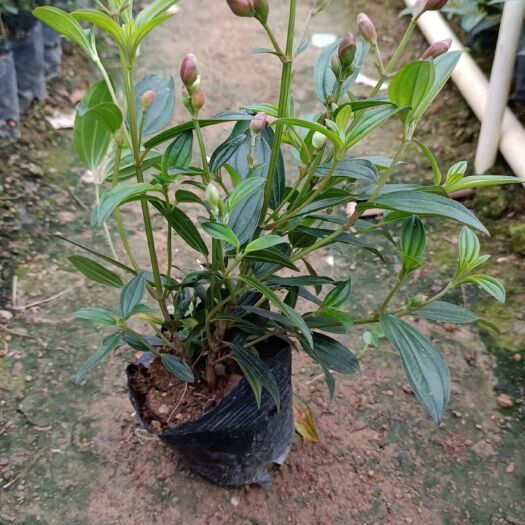 揭阳野牡丹苗 巴西野牡丹(紫鹤色花，花瓣大，带花香)