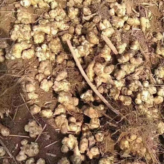 芮城县红皮、白皮洋姜大量出售